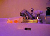 Fishies - On Sink