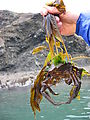 Kelp Crab with Seaweed Growing - On Back