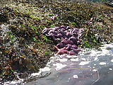 Purple Starfish Orgy