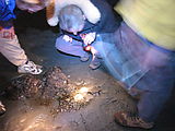 Tidepooling - 34