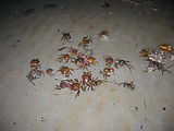 Crabs