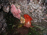 Starfish Anemone