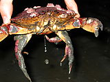 Crab