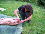 Pig Roast - Saturday - Preparing Pig - Leo