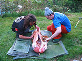 Pig Roast - Saturday - Preparing Pig - Leo Brady