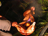 Pig Roast - Saturday - Putting Hot Rocks in Pig