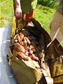 Pig Roast - Sunday - Opening Pit - Veggies