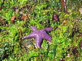 Tidepooing - Blackberry Point - Valdes Island - Starfish
