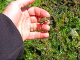 Tidepooing - Blackberry Point - Valdes Island - Can you spot the tiny crab?