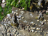 Wallace Island - Can You Spot All The Tiny Crabs?