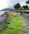 Green Seaweed - Beach