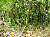 Kalalau Trail - Hanakapiai Falls - Trail - Bamboo