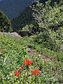 Mount Townsend Hike - Flowers
