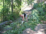 Laura - Trimming Tree