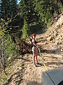Moving Tree in Road - Laura