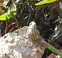 Tiny Frog