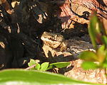 Tiny Frog