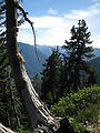 Merritt Lake Trail Hike - Old Tree and Sign - Eight