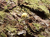 Deception Creek Trail Hike - Little Fungus (Photo by Laura)