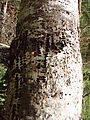 Deception Creek Trail Hike - Woodpecker Holes (Photo by Laura)
