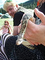 Snake