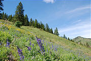 Wildflowers