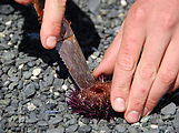 Gordon Islands - Eating Sea Urchin - Fresh Uni