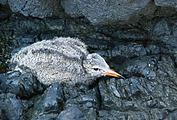 Gordon Islands - Baby Bird - Chick