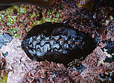 Tidepooling - Hornsby Point