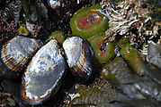 Tidepooling - Hornsby Point