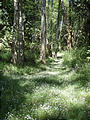 Hiking Island - Flowery Grassy Path