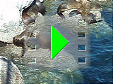 Monterey - Sea Lions