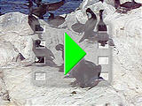 Monterey - Birds