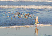 Cape Kiwanda State Park - Beach - Birds