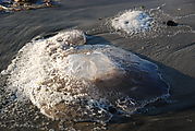 Cape Kiwanda State Park - Beach - Jellyfish
