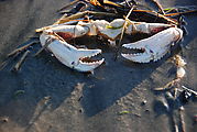 Cape Kiwanda State Park - Beach - Crab Claws
