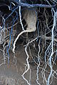 Cape Kiwanda State Park - Beach - Roots
