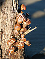 Cape Kiwanda State Park - Beach - Mushrooms on a Dead Tree