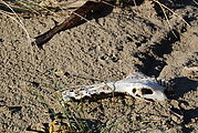 Cape Kiwanda State Park - Beach - Skull