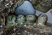 Cape Kiwanda State Park - Tidepools - Sea Anemones