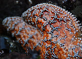 Cape Kiwanda State Park - Tidepools - Starfish