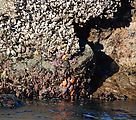 Cape Kiwanda State Park - Tidepools - Starfish