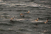 Cape Kiwanda State Park - Pelicans
