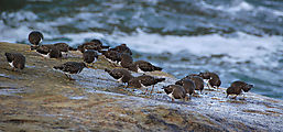 Cape Kiwanda State Park - Shore - Birds