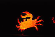 Pumpkin Carving - 08 - Crab