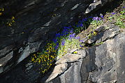 Rocks - Purple Flowers