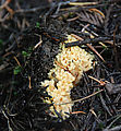 Colchuck Lake Trail - Fungus