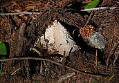 Colchuck Lake Trail - Mushroom Erupting