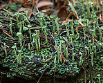 Colchuck Lake Trail - Lichens