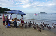 Beach - Vendor - Pelicans